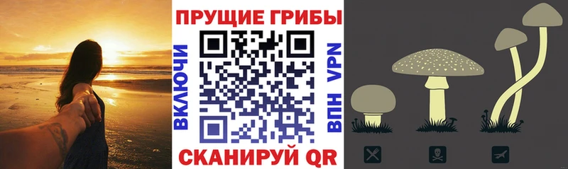 shop какой сайт  хочу   Волчанск  Псилоцибиновые грибы ЛСД 